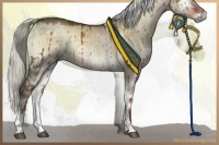 Horse Color:White Spotted Liver Red Dun Onyx Mushroom Rabicano Brindle 
