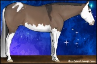Horse Color:Brown Dun Splash Appaloosa 