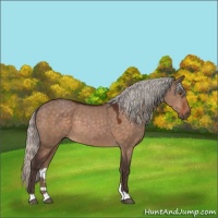 Horse Color:Silver Brown Dun 