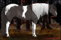 Horse Color:Smoky Black Sabino Tobiano 