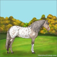 Horse Color:Silver Brown Dun Near Leopard 