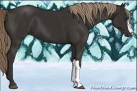 Horse Color:Liver Chestnut 