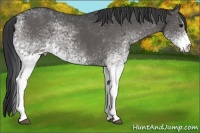 Horse Color:White Spotted Black Rabicano 