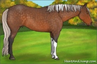 Horse Color:Silver Buckskin Roan Tobiano 