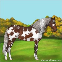 Horse Color:White Spotted Silver Bay 