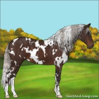 Horse Color:White Spotted Silver Brown 