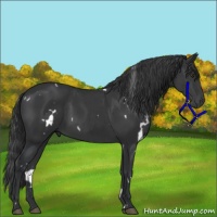 Horse Color:White Spotted Black