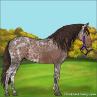 Horse Color:Liver Chestnut Ice 