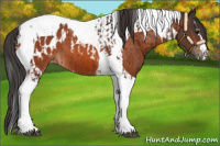 Horse Color:Bay Splash Tobiano Appaloosa  and Bay Tobiano Appaloosa 