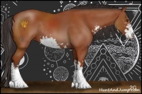 Horse Color:Bay Sabino Rabicano 