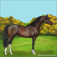Horse Color:Brown 