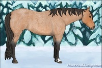 Horse Color:Bay Roan 