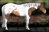 Horse Color:Bay Tobiano Appaloosa Rabicano 