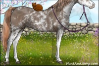 Horse Color:Liver Red Dun Sabino 