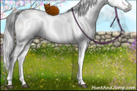 Horse Color:Gray Brown Ice Dun Sabino