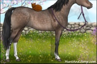 Horse Color:Brown Dun Sabino 