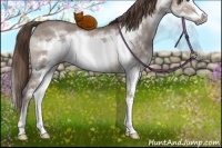 Horse Color:Liver Red Dun Sabino Splash Frame