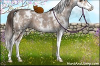 Horse Color:White Spotted Liver Red Dun Splash 