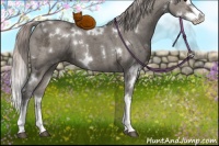 Horse Color:White Spotted Silver Grullo Ice Splash 