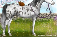 Horse Color:White Spotted Grullo Sabino Splash Appaloosa