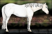 Horse Color:White Spotted Cremello 