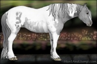 Horse Color:Black Tobiano Appaloosa 