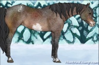 Horse Color:Bay Frame Appaloosa 