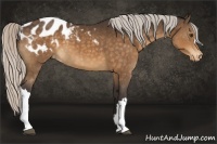 Horse Color:Silver Buckskin Mushroom Appaloosa 