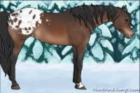 Horse Color:Bay Appaloosa 