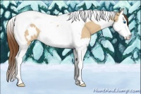 Horse Color:Buckskin Dun Splash Tobiano Appaloosa 