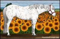 Horse Color:Bay Leopard Rabicano 