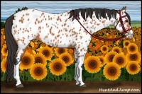 Horse Color:Bay Near Leopard 