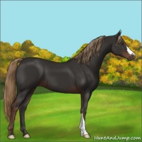Horse Color:Liver Chestnut 