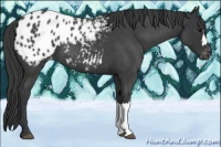 Horse Color:Blue Roan Appaloosa 