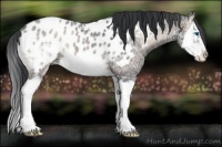 Horse Color:Blue Onyx Ice Roan Splash Frame Near Leopard