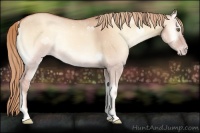 Horse Color:Gold Champagne Onyx 