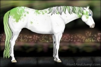 Horse Color:White Spotted Gold Champagne Splash 