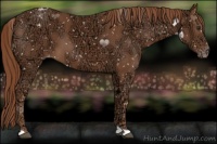 Horse Color:Chestnut Ice Appaloosa