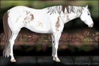 Horse Color:White Spotted Bay Splash Tobiano Appaloosa
