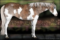 Horse Color:Silver Bay Ice Splash 