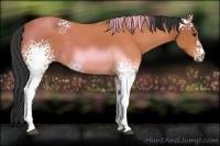 Horse Color:White Spotted Bay 