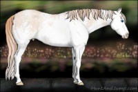 Horse Color:White Spotted Gold Champagne Ice Splash 