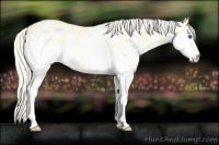 Horse Color:White Spotted Palomino Pearl Dun Splash 