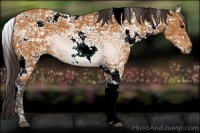 Horse Color:White Spotted Buckskin Ice 