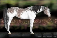 Horse Color:White Spotted Brown Ice