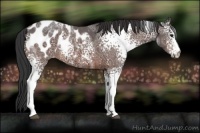 Horse Color:White Spotted Bay Ice Appaloosa