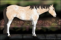 Horse Color:White Spotted Buckskin Ice Roan 