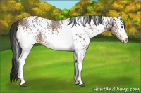 Horse Color:White Spotted Bay Ice
