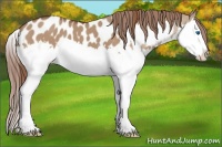 Horse Color:Red Dun Splash and Red Dun Splash Appaloosa