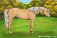 Horse Color:Gold Cream Champagne